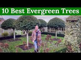 10 Best Evergreen Trees For Year Round