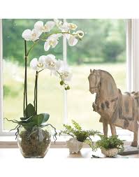 Double Phalaenopsis Orchid In Glass