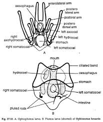 Larvial Forms Of Echinoderms With Diagram