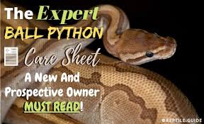 ball python care sheet your top