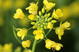 Mustard Plants Poisoning In Horses Symptoms Causes