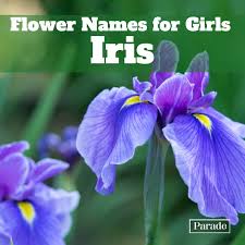 Flowers name list with meaning. 150 Flower Names For Girls With Meanings