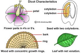 The main flower parts are the male part called the stamen and the female part called the pistil. Flower Terminology Part 1
