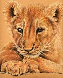 lion cub drawing by heidi kriel