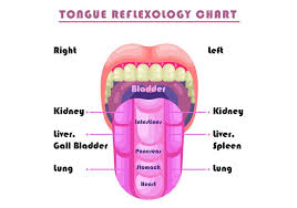 Tongue Reflexology Chart Vector Download Free Vectors