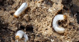 what to do about grub worms in gardens