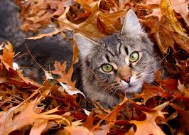 Image result for cats with fall leaves