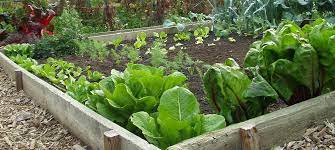 4 Smart Gardening Tips For North Texas