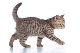Walking clipart and stock illustrations. What Movement And Gait Tell You About Your Cat Fear Free Happy Homes