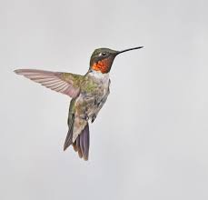 Framed Ruby Throated Hummingbird Bird