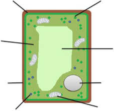 Here is a diagram of a typical animal cell: Https Www Falingepark Com Wp Content Uploads 2020 04 Cell Structure Transport Pdf