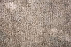 5 signs that you have mold in your carpet