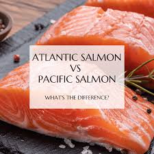 atlantic salmon vs pacific salmon what