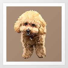 in the toy poodle art print by