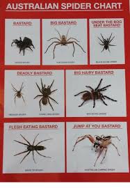 Australian Spider Chart Bastard Big Bastard Under The Bog