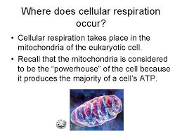Mitochondria is the seat of cellular and aerobic respiration. How Do Living Organisms Fuel Their Actions Cellular
