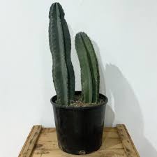 Every journey is different for everyone, so sometimes it's hard to explain what to. Echinopsis Pachanoi San Pedro Cactus 27 Inches Tall 10in Pot Yelo Aple