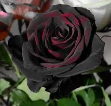 black lady rose plant