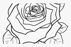 beautiful rose flower drawing hd png