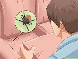 3 ways to prevent ticks on dogs wikihow