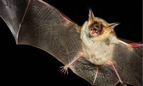 are bats dangerous a z s