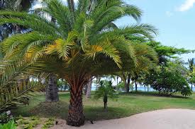 500 palm tree pictures wallpapers com