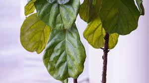fiddle leaf fig root rot common signs