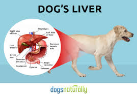 What That Liver Enzyme Test Is Telling You Dogs Naturally