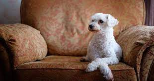 dog paw yeast infections symptoms