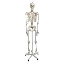 human skeleton natural size realityworks