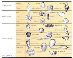 Fossil Dating Chart 1 Dating Fossil Earth Science
