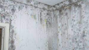 Causes Of Black Mould On Walls Mouldmen