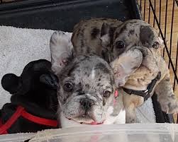 French Bulldog Rare Colors Merle And Rare Colored French