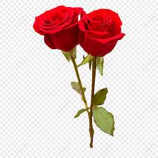 beautiful red roses images hd pictures