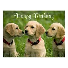 With tenor, maker of gif keyboard, add popular happy birthday puppies animated gifs to your conversations. Happy Birthday Golden Retriever Puppies Postcard Zazzle Com