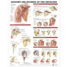 Details About Anatomy And Injuries Of The Shoulder Clear Detailed Illustration Chart