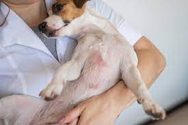 home remes for red skin rash in dogs