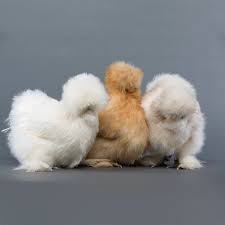 Image result for silkie chickens