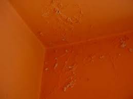 repair water damaged ceiling plaster
