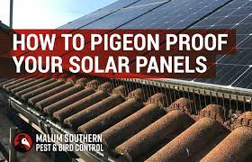 100% success rate with keeping pigeons out! How To Pigeon Proof Your Solar Panels Malum Southern Pest Bird Control
