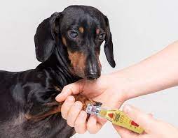 how to clip a dog s nails