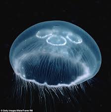 Which Species Of Jellyfish Are The Most Dangerous For