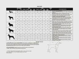 Size Charts Believe In Pets Miniature Poodle Size Chart