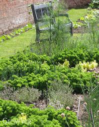 Planning A New Herb Garden Part 1