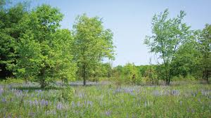 Download more than 100+ image and video zoom backgrounds. 10 Zoom Backgrounds To Bring West Michigan Nature Into Your Home Office Land Conservancy Of West Michigan