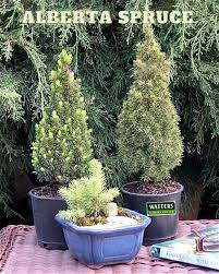 Tall Plants For Stunning Containers