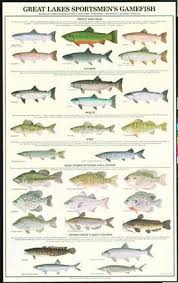Great Lakes Game Fish Poster And Identification Chart