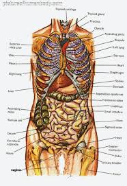 Studious Human Body Organ Chart Parts Of Human Body