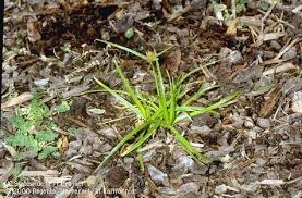 Nutgrass Can Drive You Nuts Pests In