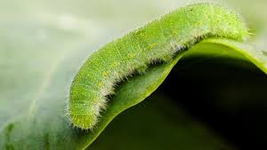 cabbage worms